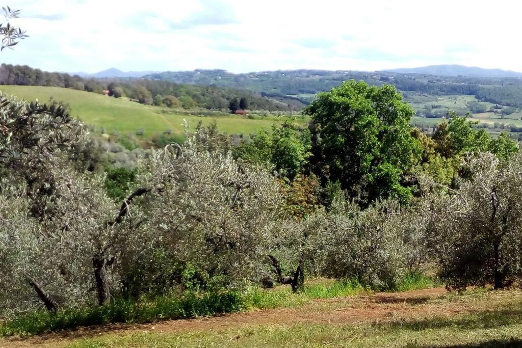 Casa Belvedere -Tranquillita Tra Bosco E Ulivi- Riparbella Buitenkant foto