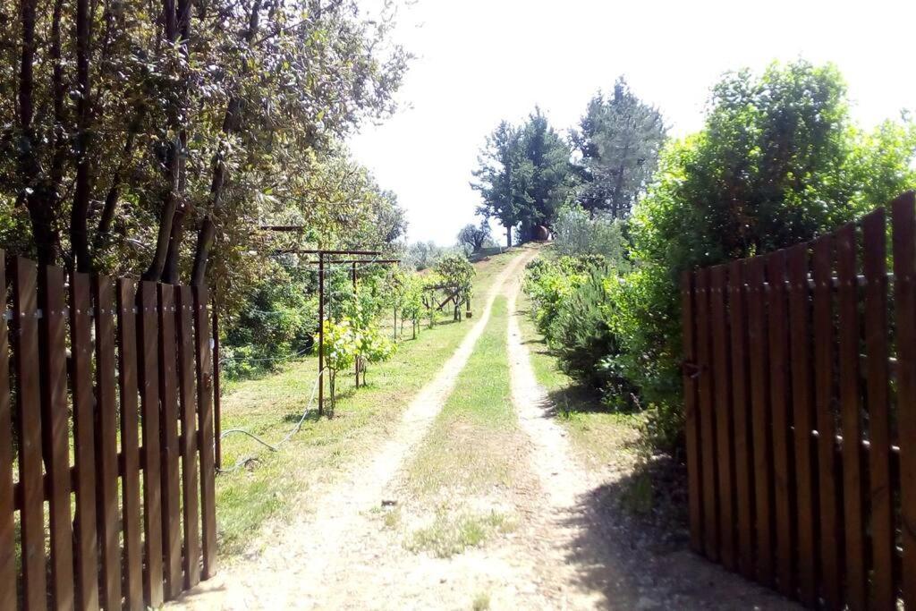 Casa Belvedere -Tranquillita Tra Bosco E Ulivi- Riparbella Buitenkant foto