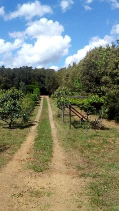 Casa Belvedere -Tranquillita Tra Bosco E Ulivi- Riparbella Buitenkant foto