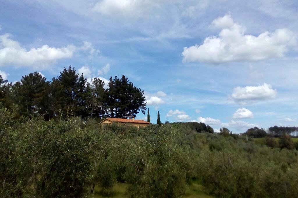 Casa Belvedere -Tranquillita Tra Bosco E Ulivi- Riparbella Buitenkant foto